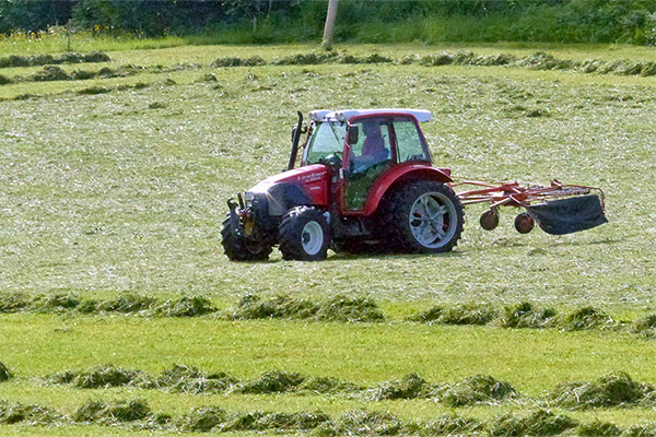 Frisches Futter für unsere Rinder