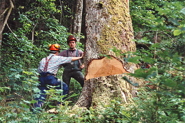 Brennholz aus eigenem PEFC-zertifiziertem Wald